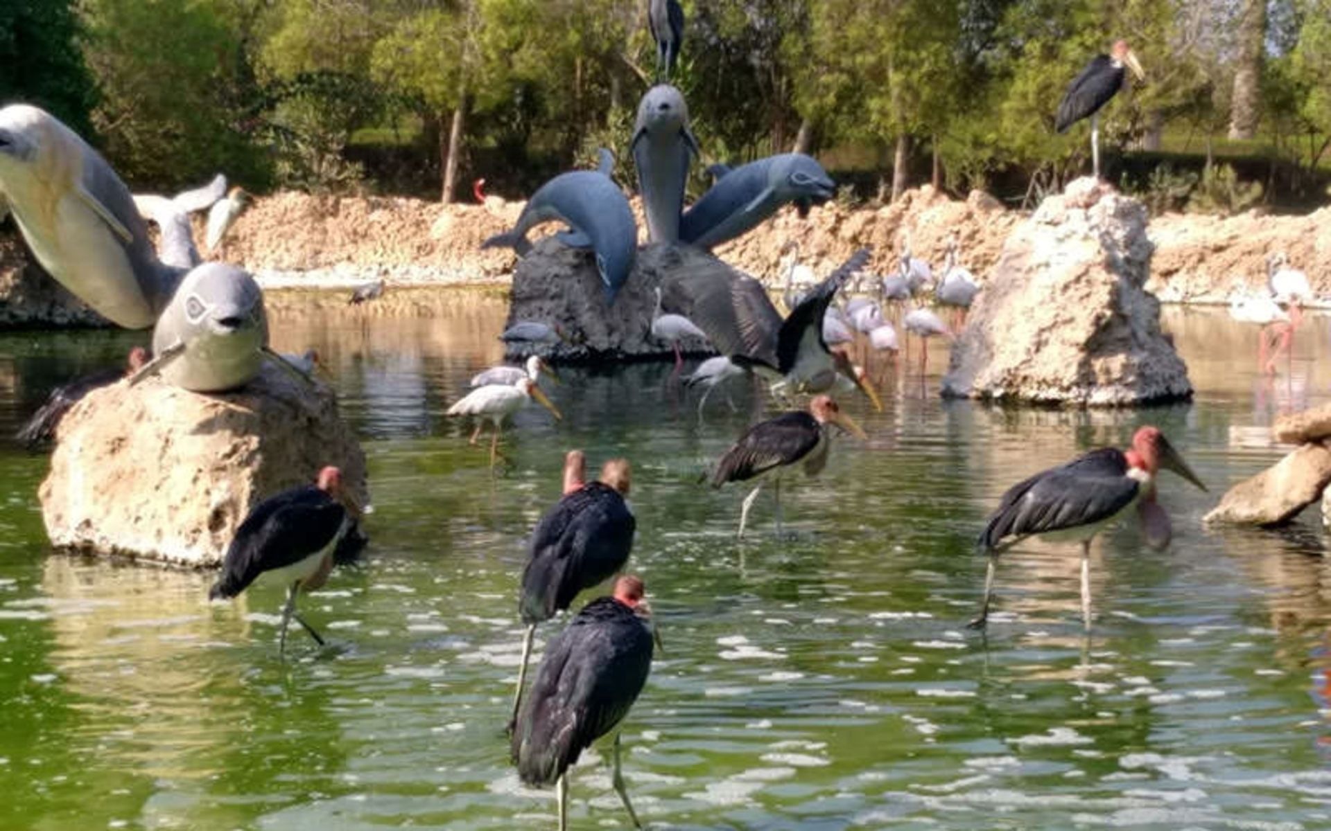 پرندگان در آب و دو مجسمه دلفین در کنارشان