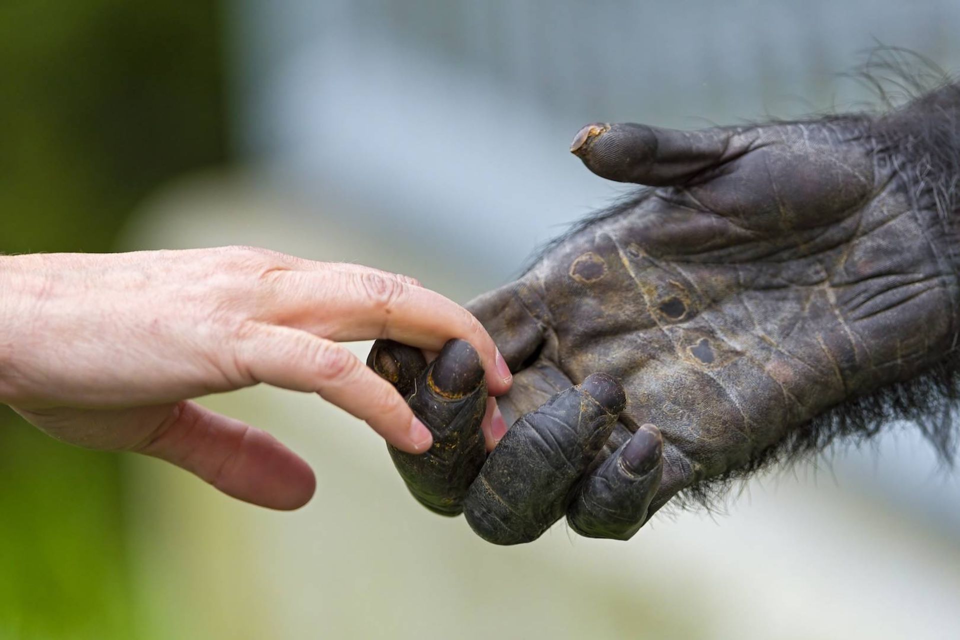 دست انسان و شامپانزه
