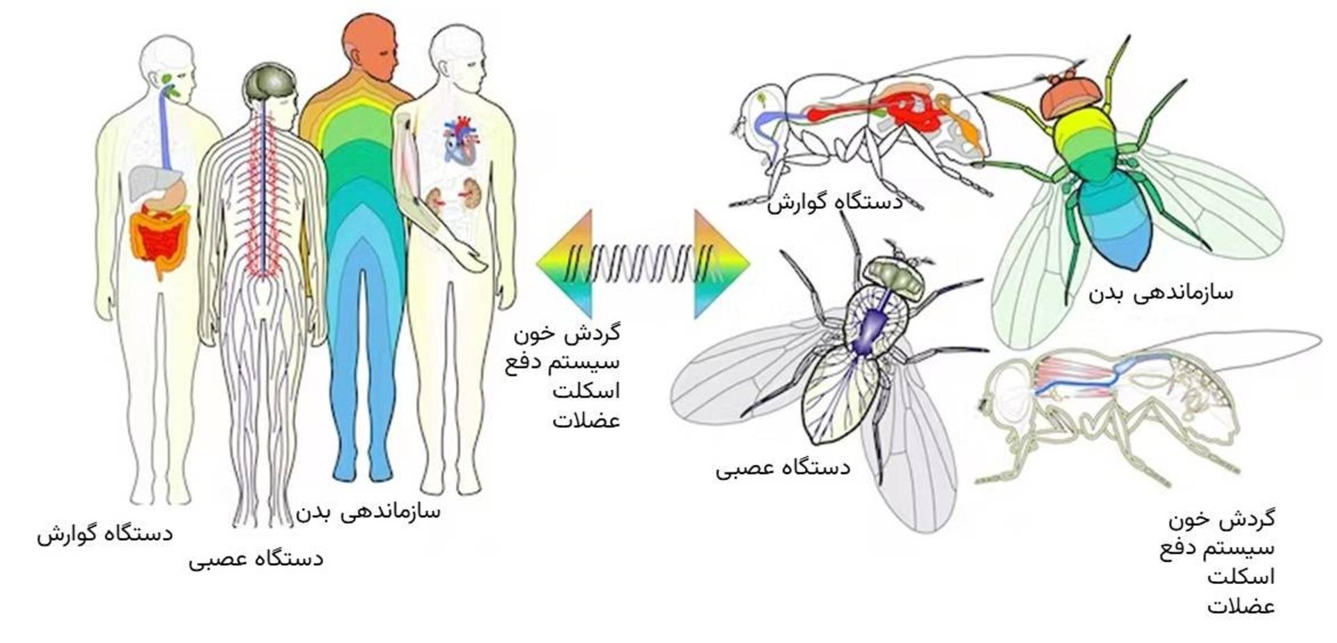 مگس سرکه و انسان