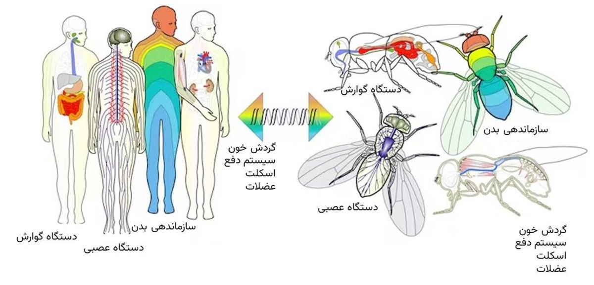 مگس سرکه و انسان