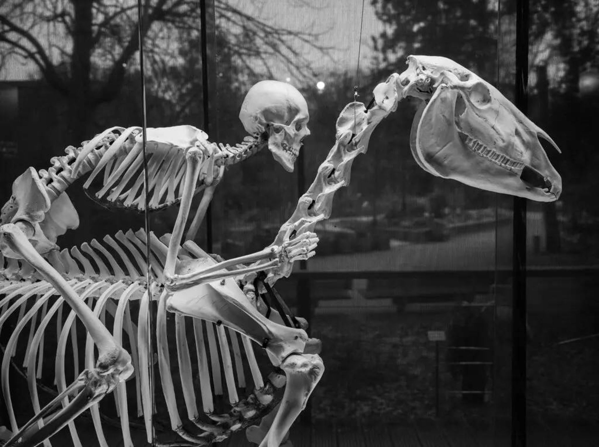 اسکلت انسان و اسب