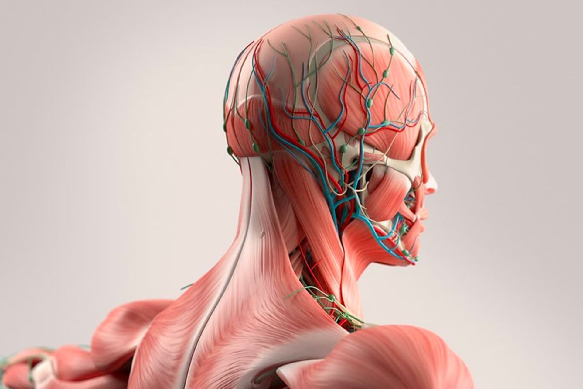 بدن انسان بدون پوست از نمای پشت