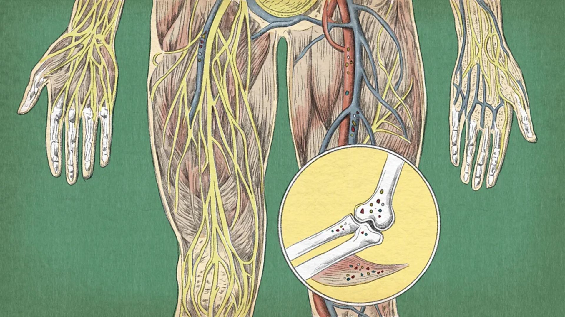 میکروپلاستیک‌ها در استخوان‌ها
