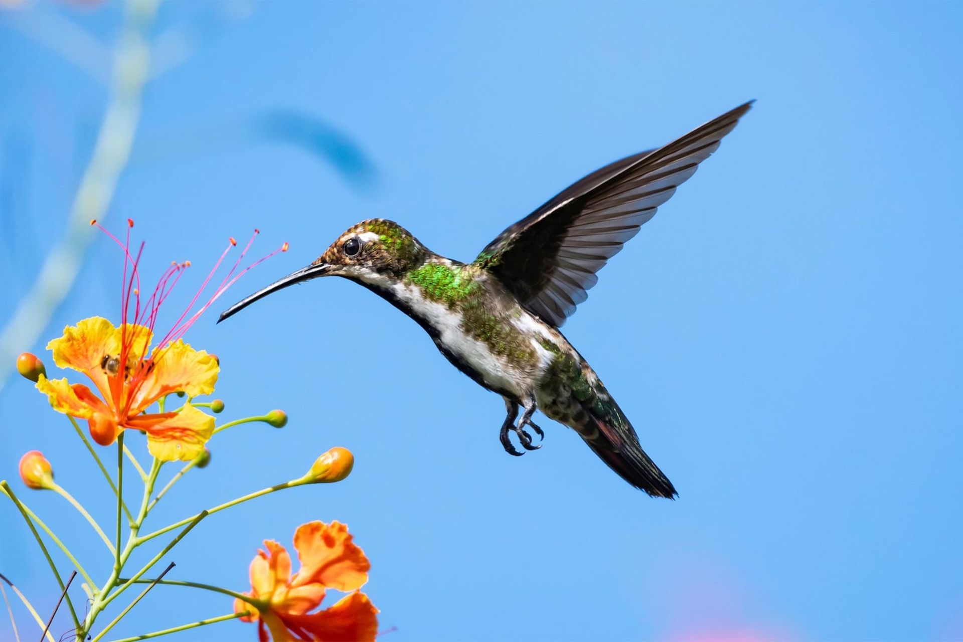 مرغ مگس درحال پرواز برفراز گل‌ها در پس‌زمینه آسمان آبی