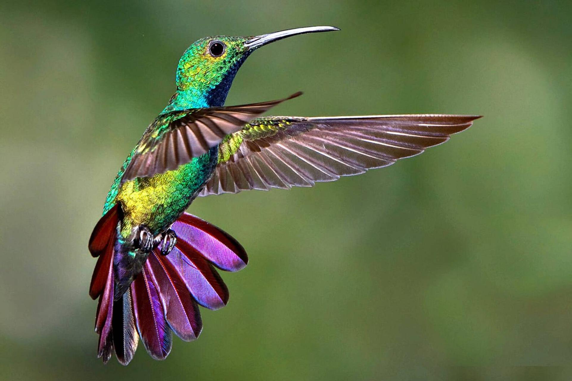 فقط یک پرنده در دنیا وجود دارد که می‌تواند به سمت عقب پرواز کند