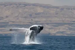 نهنگ گوژپشت در آب