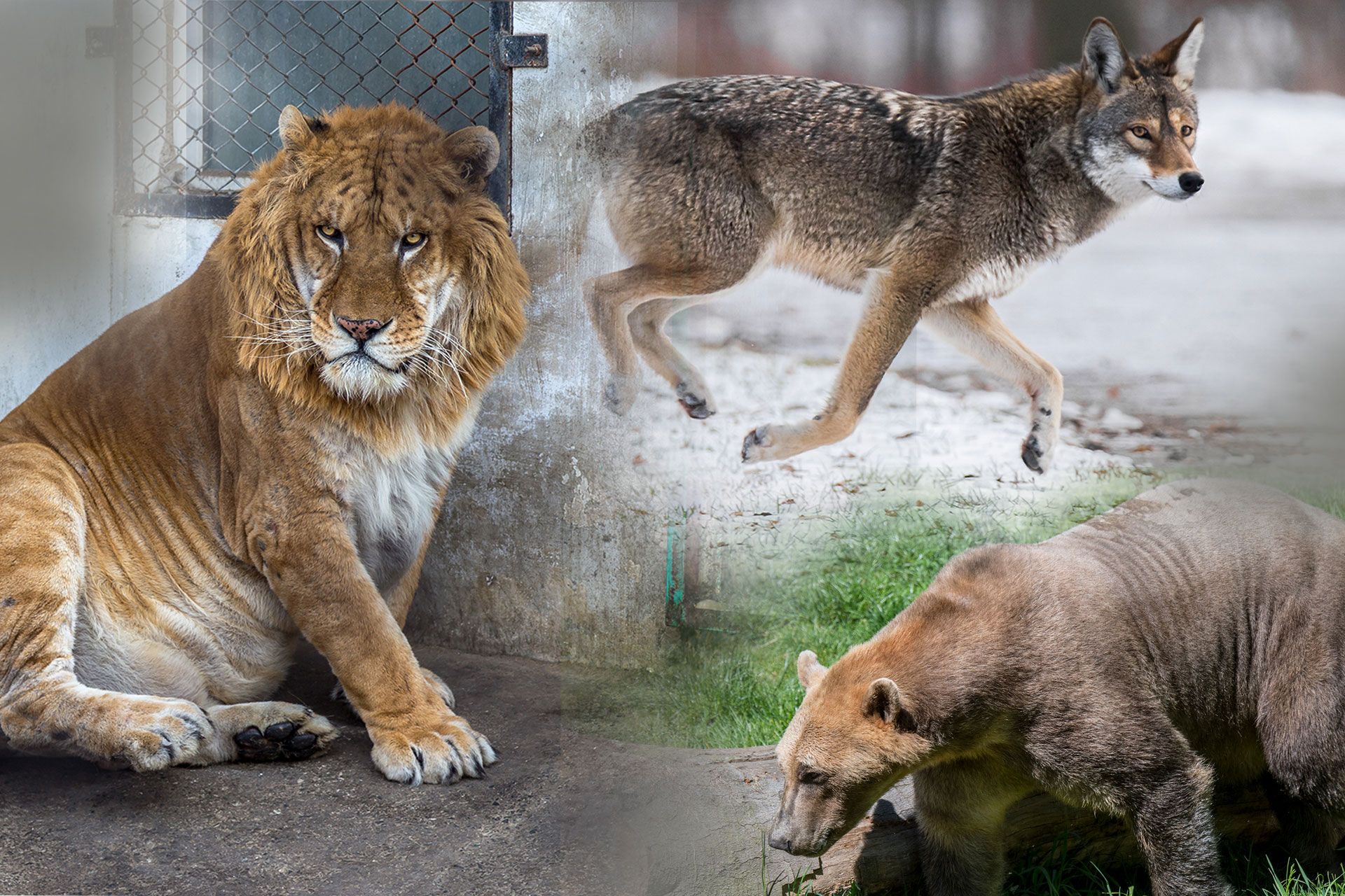 حیوانات دورگه