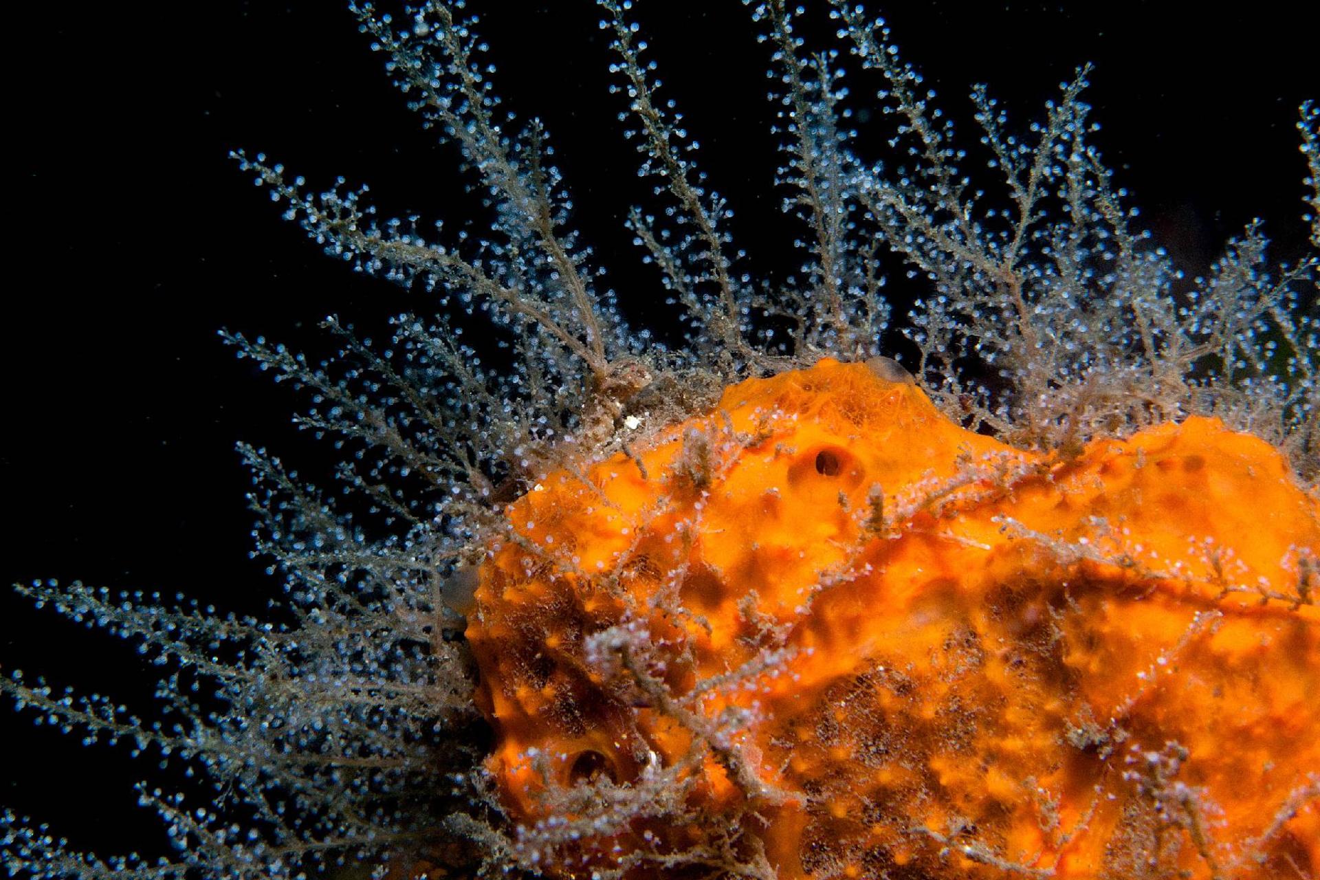 هیدروزوآ جانور آبزی