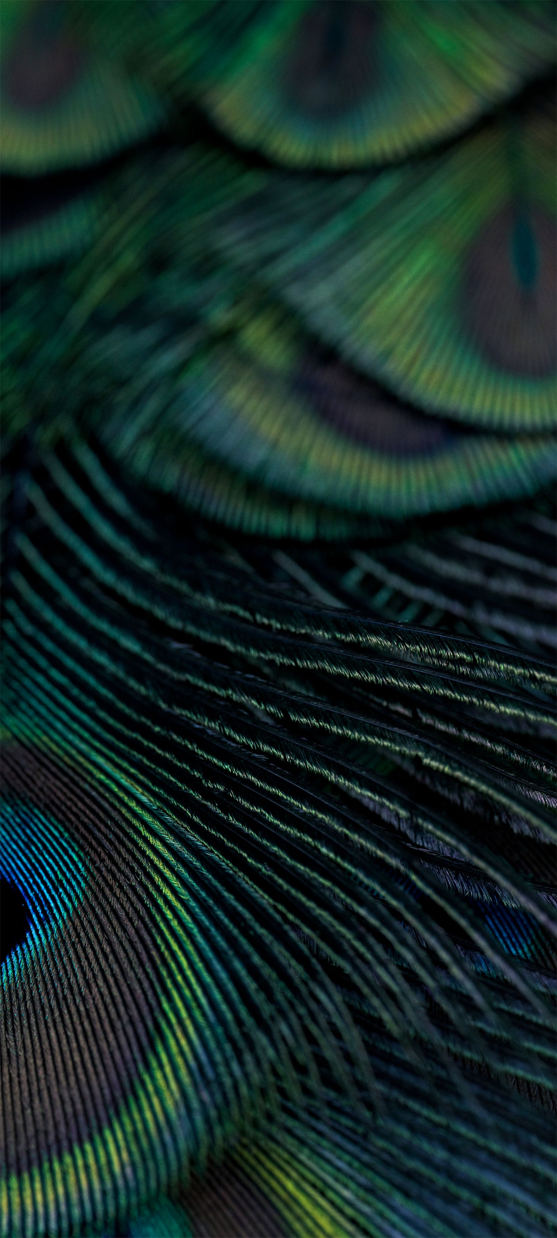 طرح گرافیکی شبیه‌به جلبک‌ها دریا