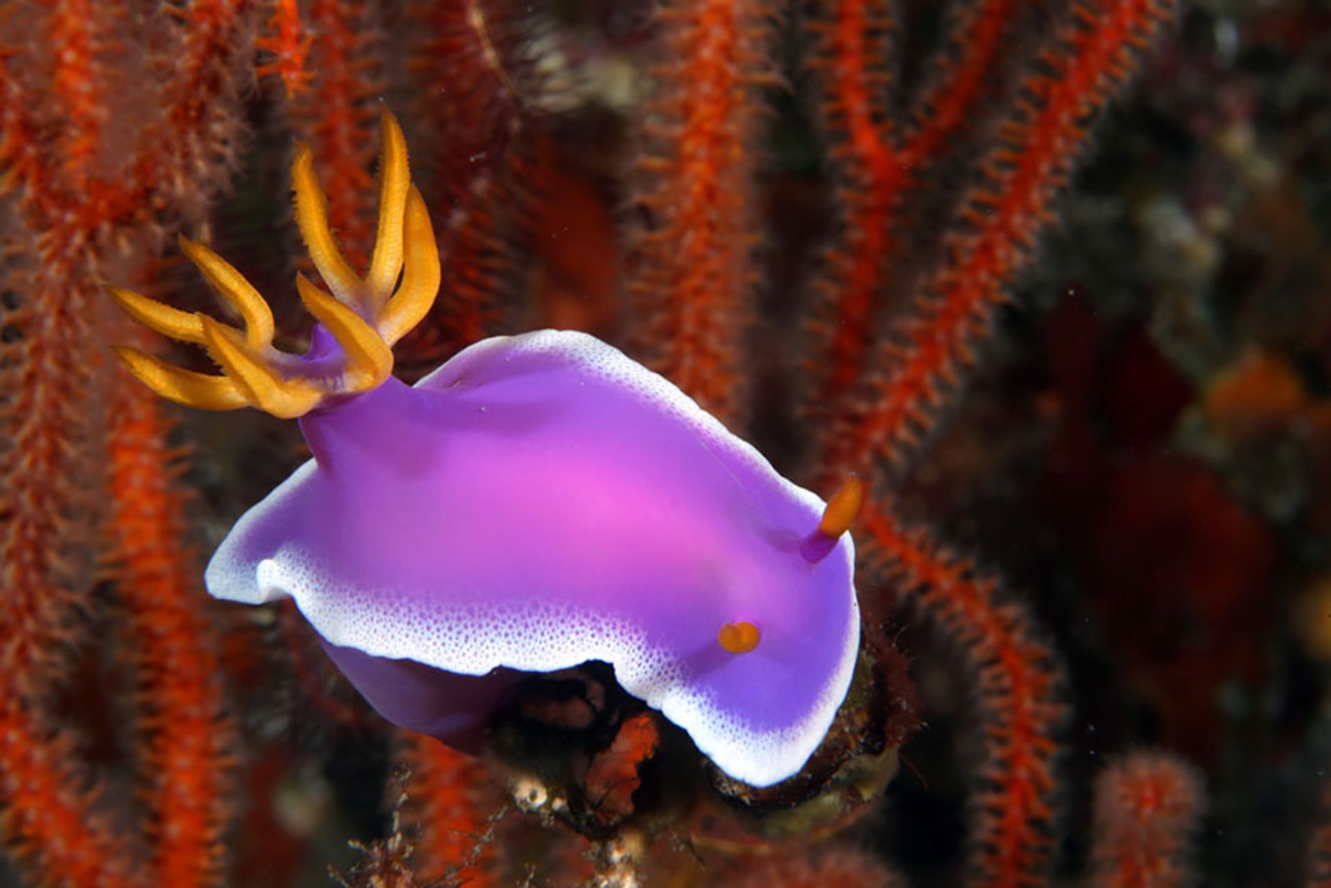 لیسه دریایی Hypselodoris Apolegma