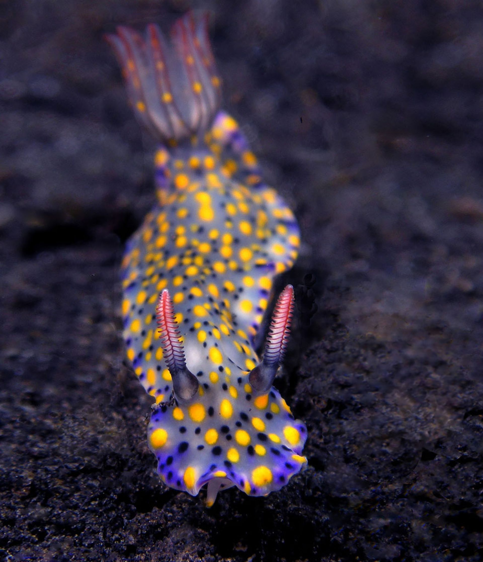 لیسه دریایی Hypselodoris Kanga