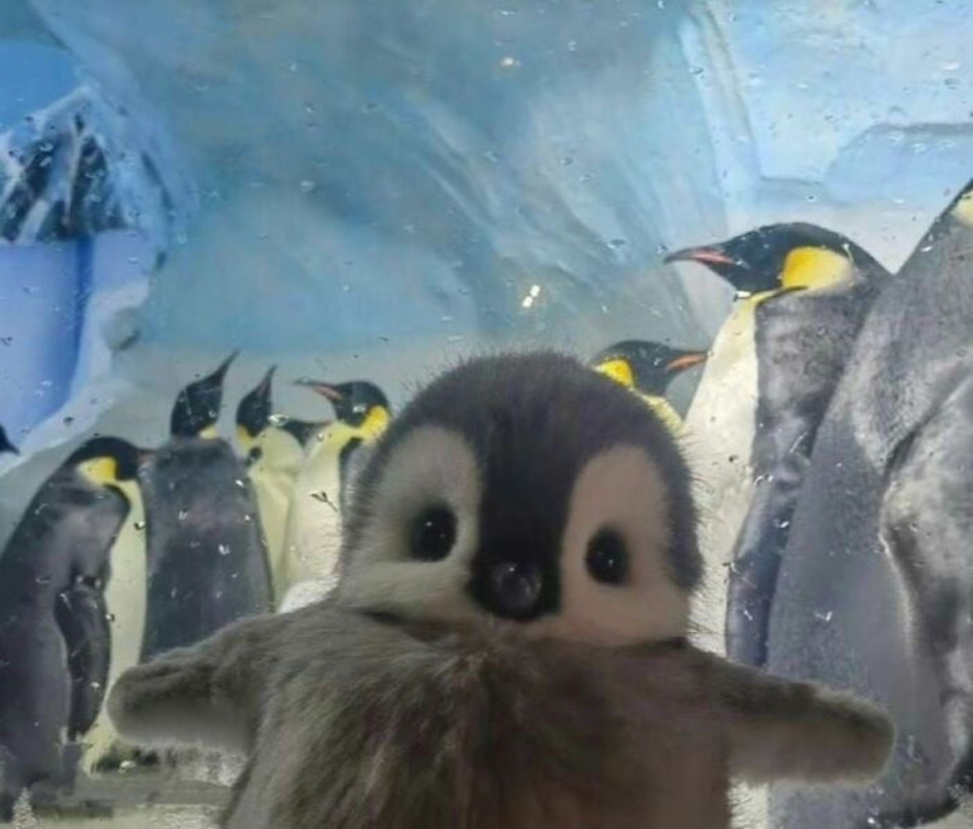 بچه پنگوئن
