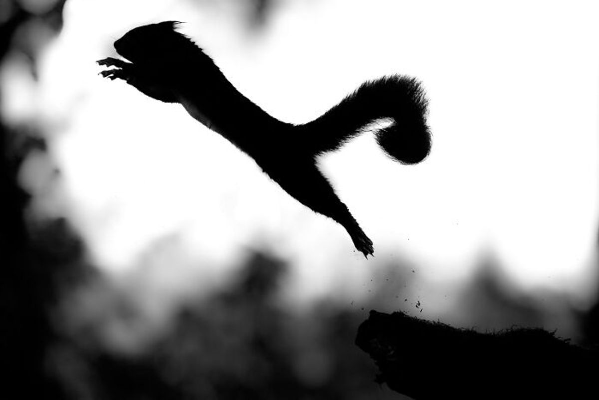 سایه سنجاب قرمز در حال پرش