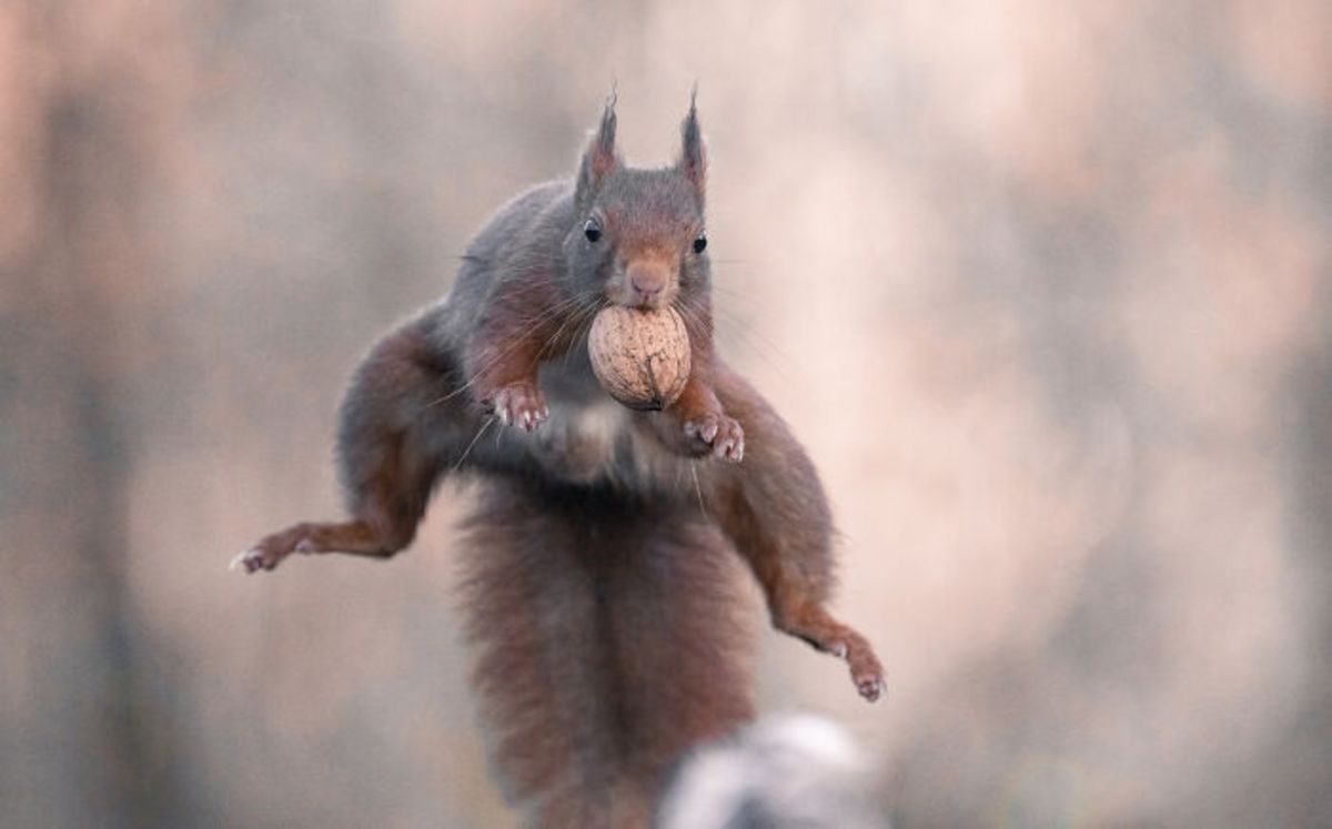 پرش سنجاب با بلوط در هوا