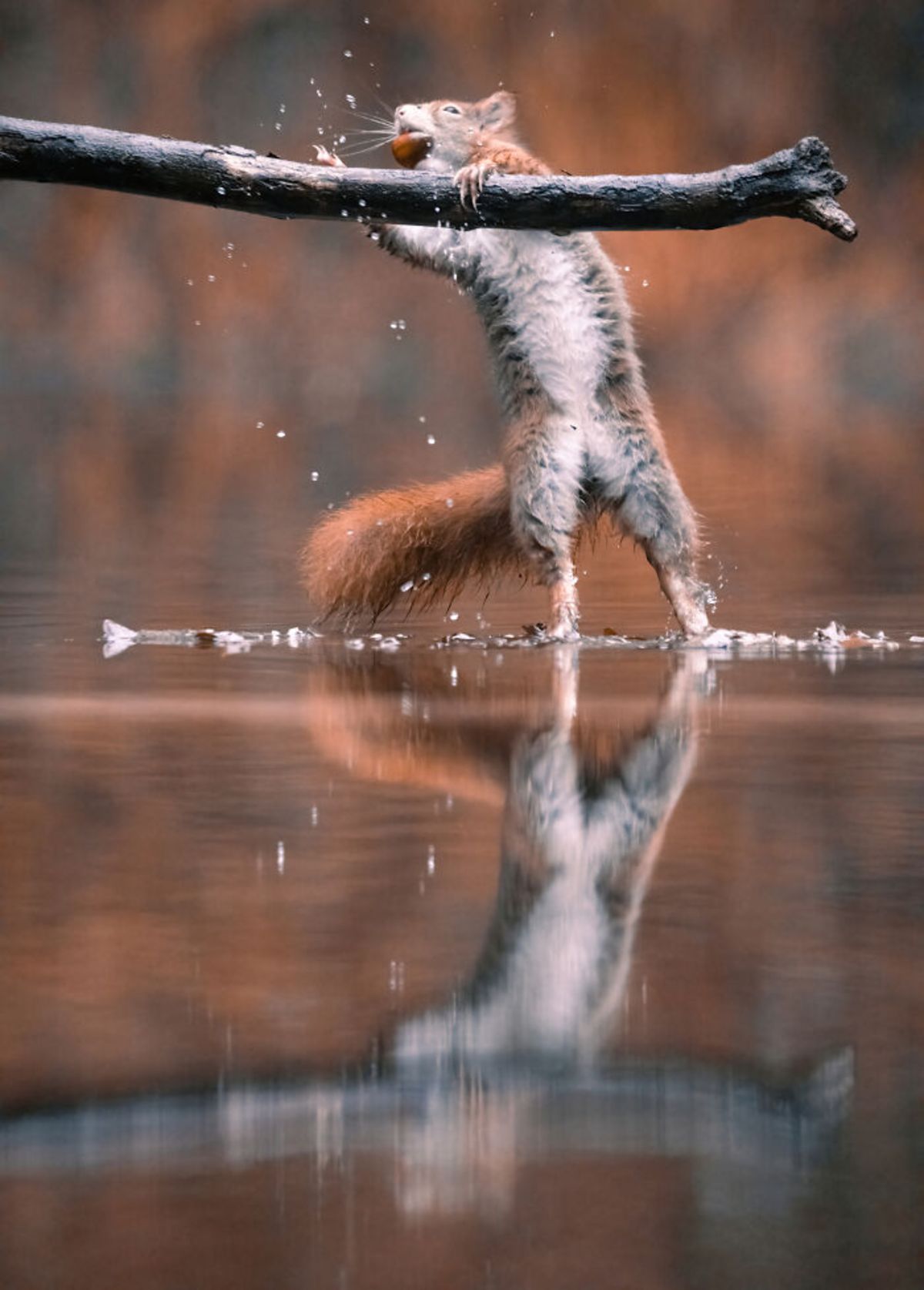سنجاب قرمز با بلوط در حال افتادن در رودخانه