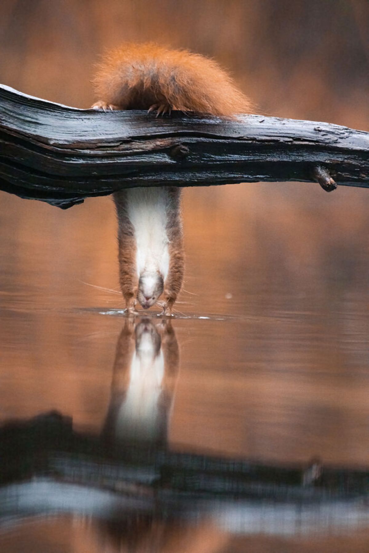 سنجاب قرمز آویزان از درخت آب می‌نوشد