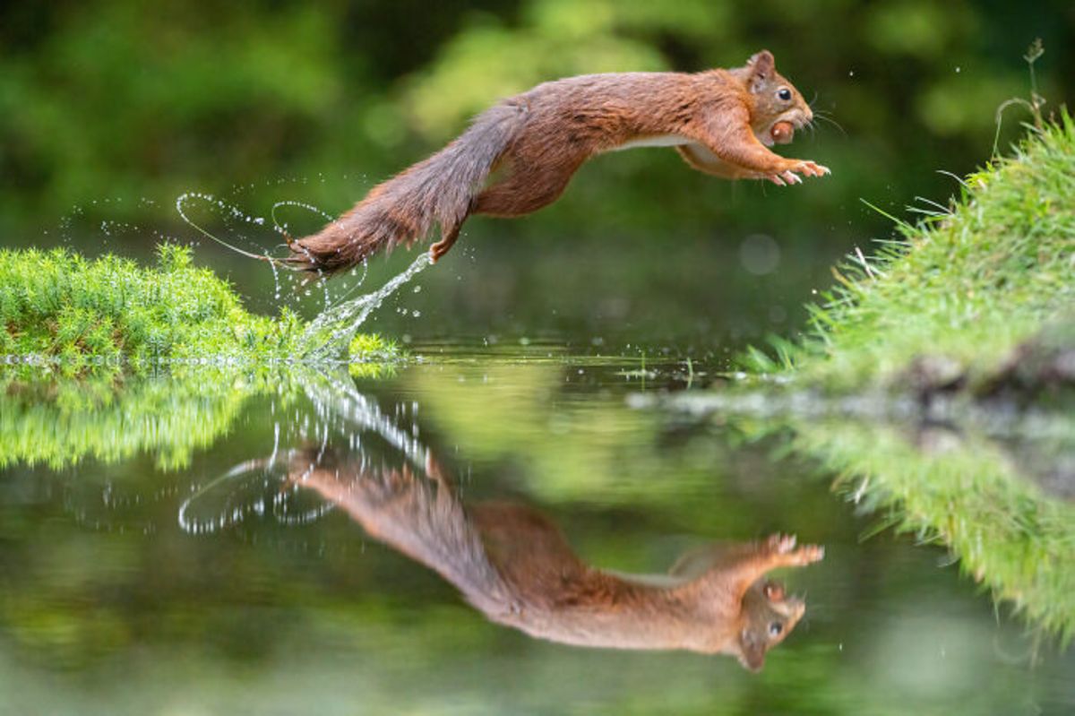 سنجاب قرمز در حال پریدن از رودخانه