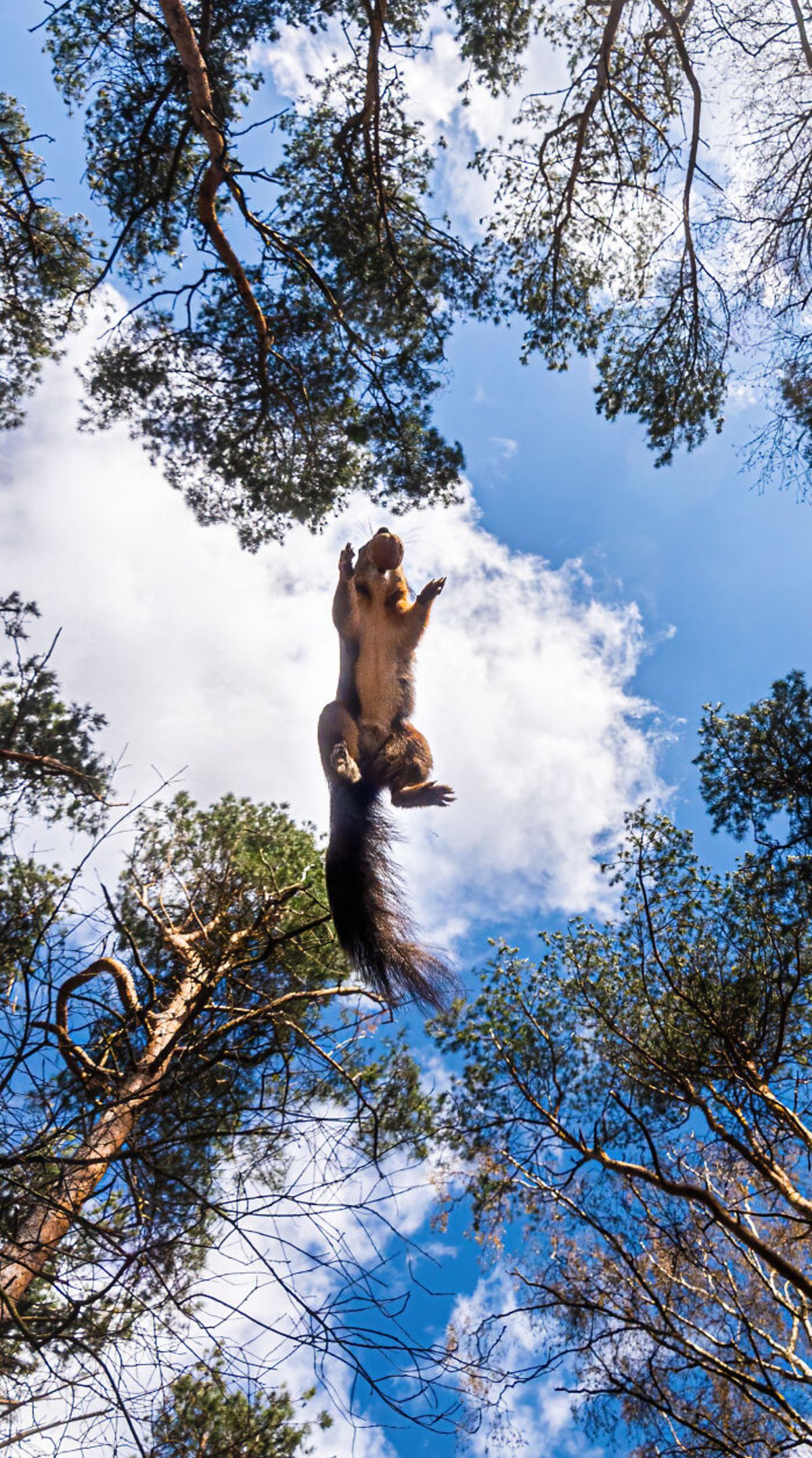 سنجاب قرمز بلوط در دهان در حال پرش درختان جنگل 
