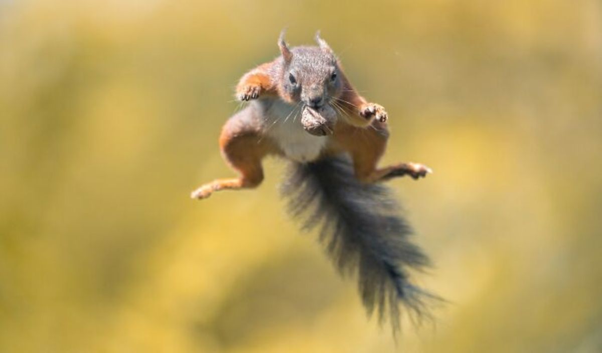 پرش سنجاب با بلوط در آسمان 