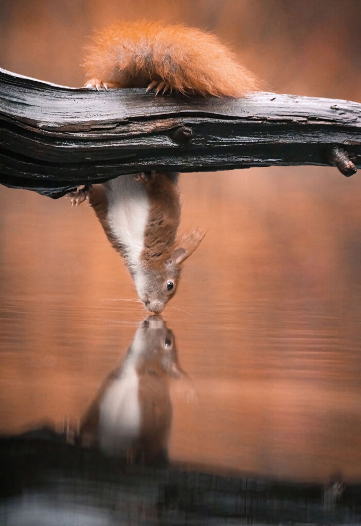 سنجاب قرمز آویزان از درخت آب خوردن