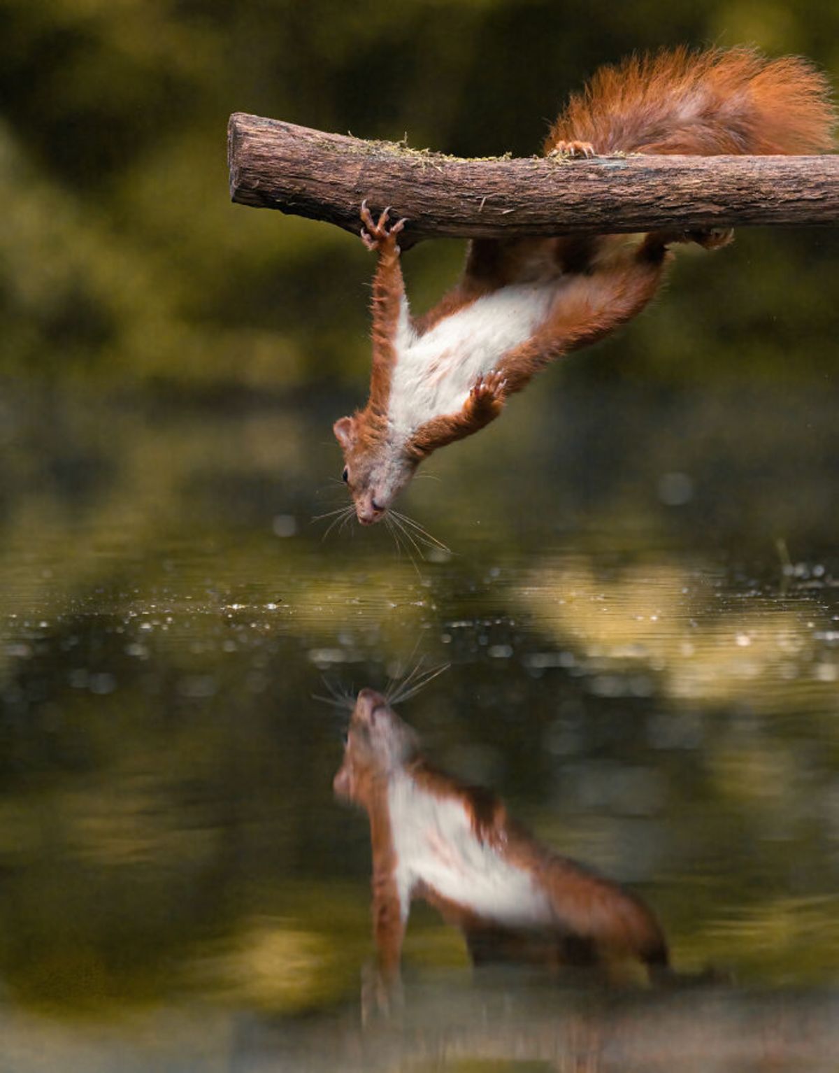سنجاب قرمز آویزان از درخت روی رودخانه آویزان می‌شود 