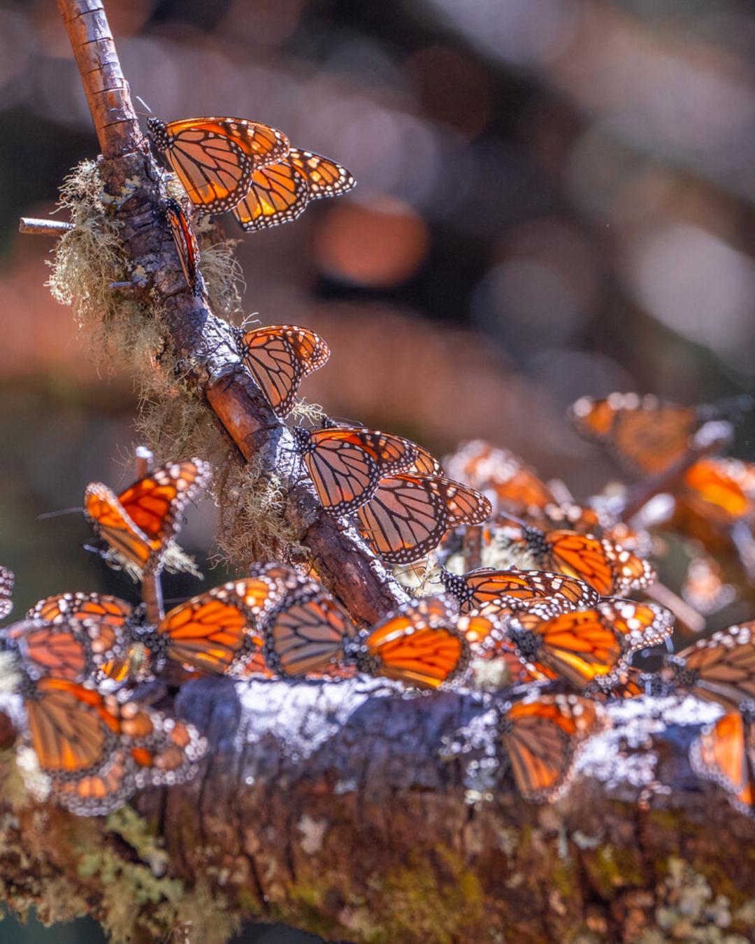 پروانه‌‌های مونارک