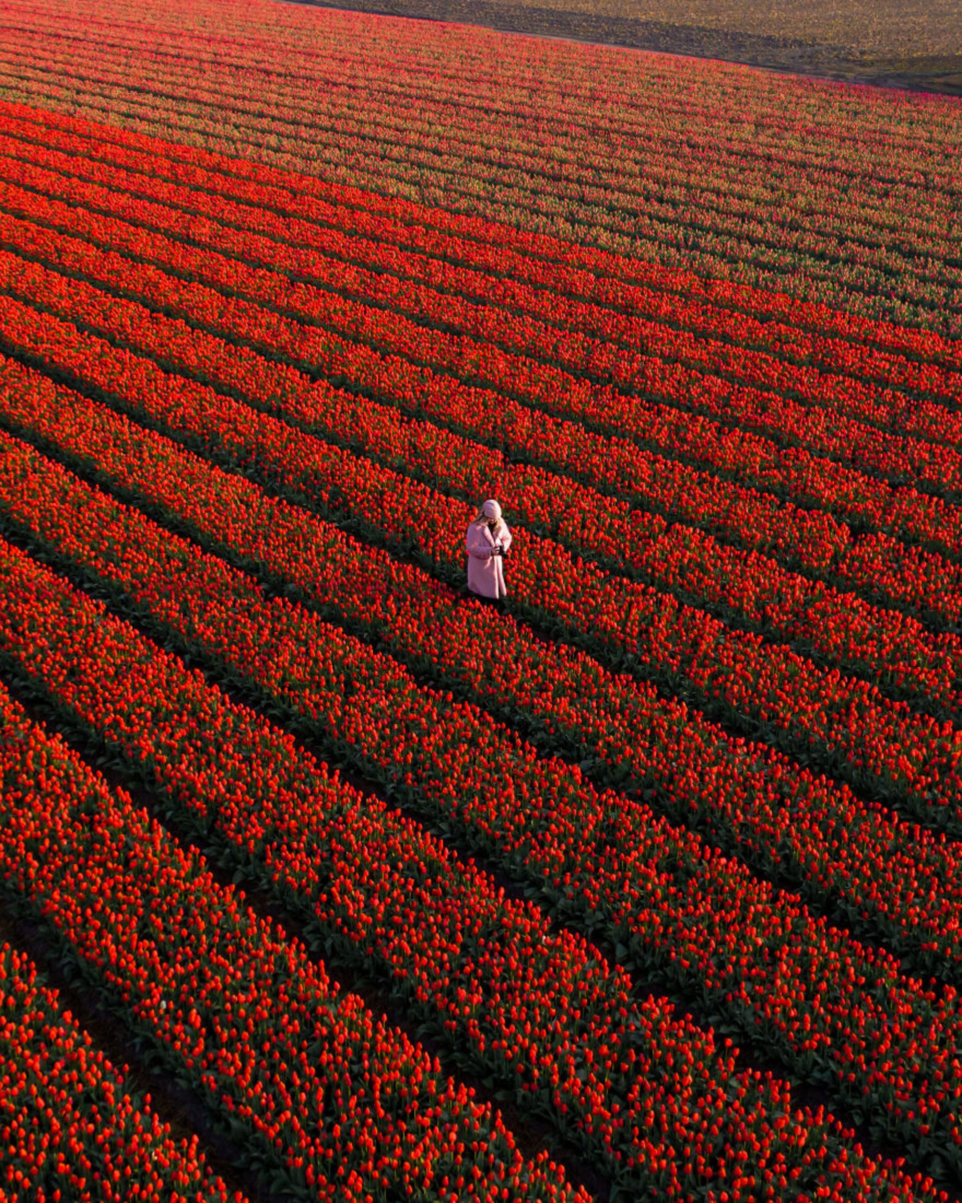 ردیف‌ های گل لاله قرمز