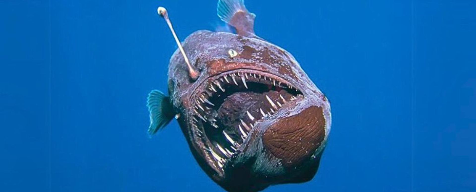 قلابچه ماهی در حال مرگ در نور روز در سطح آب