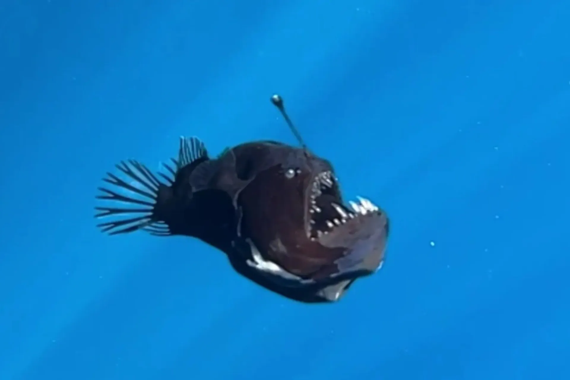 قلابچه ماهی در حال مرگ در نور روز در سطح آب