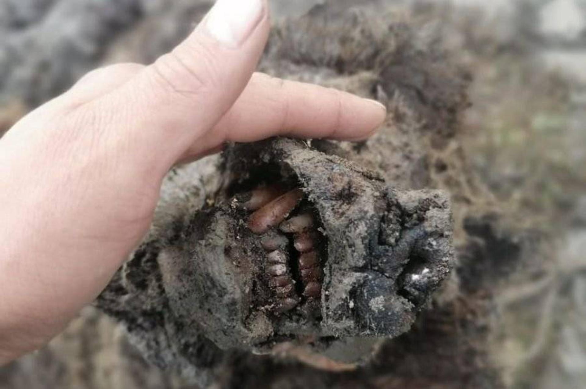 لاشه خرس غارنشین عصر یخبندان