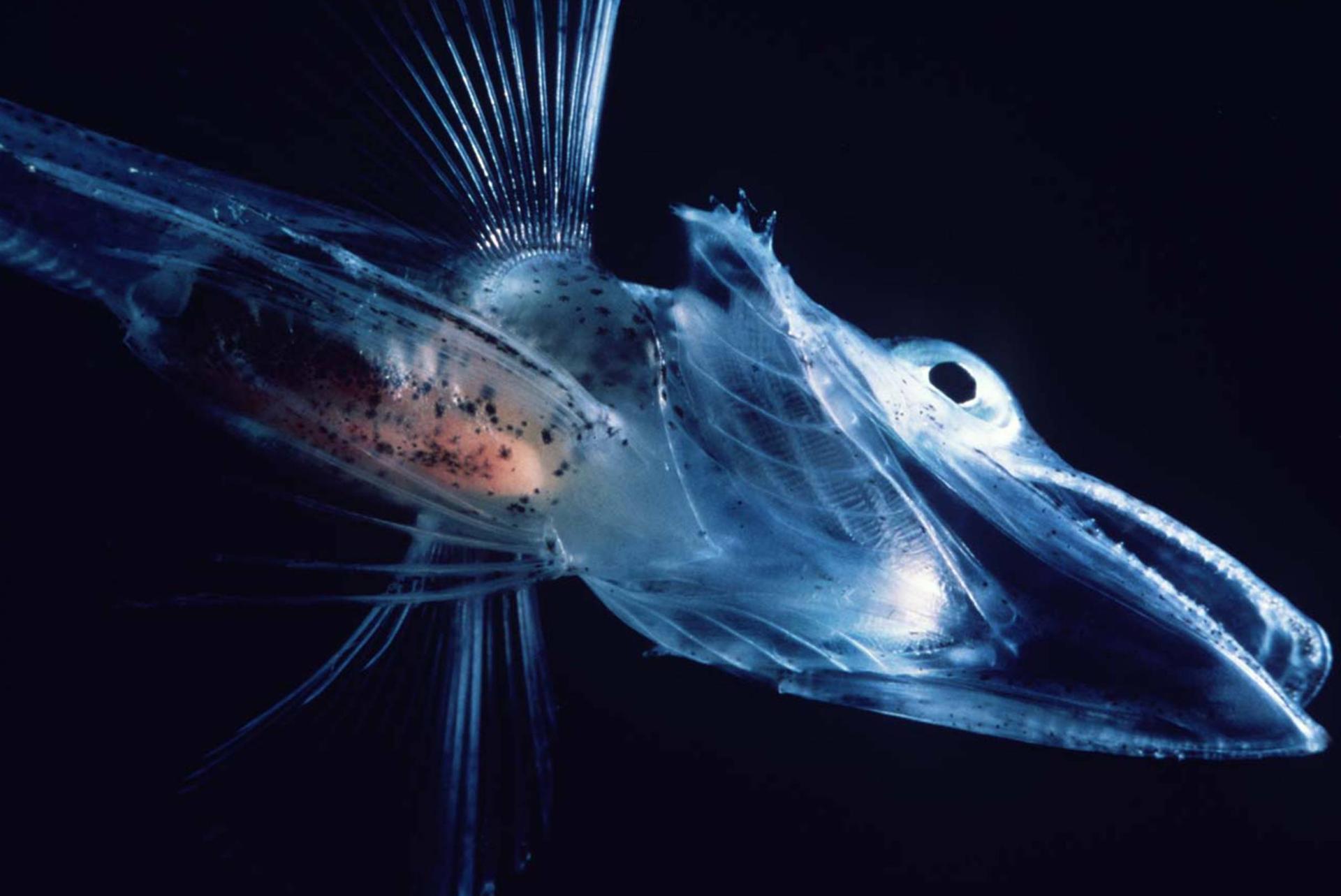 گونه‌ای از یخ‌ماهیان تمساحی