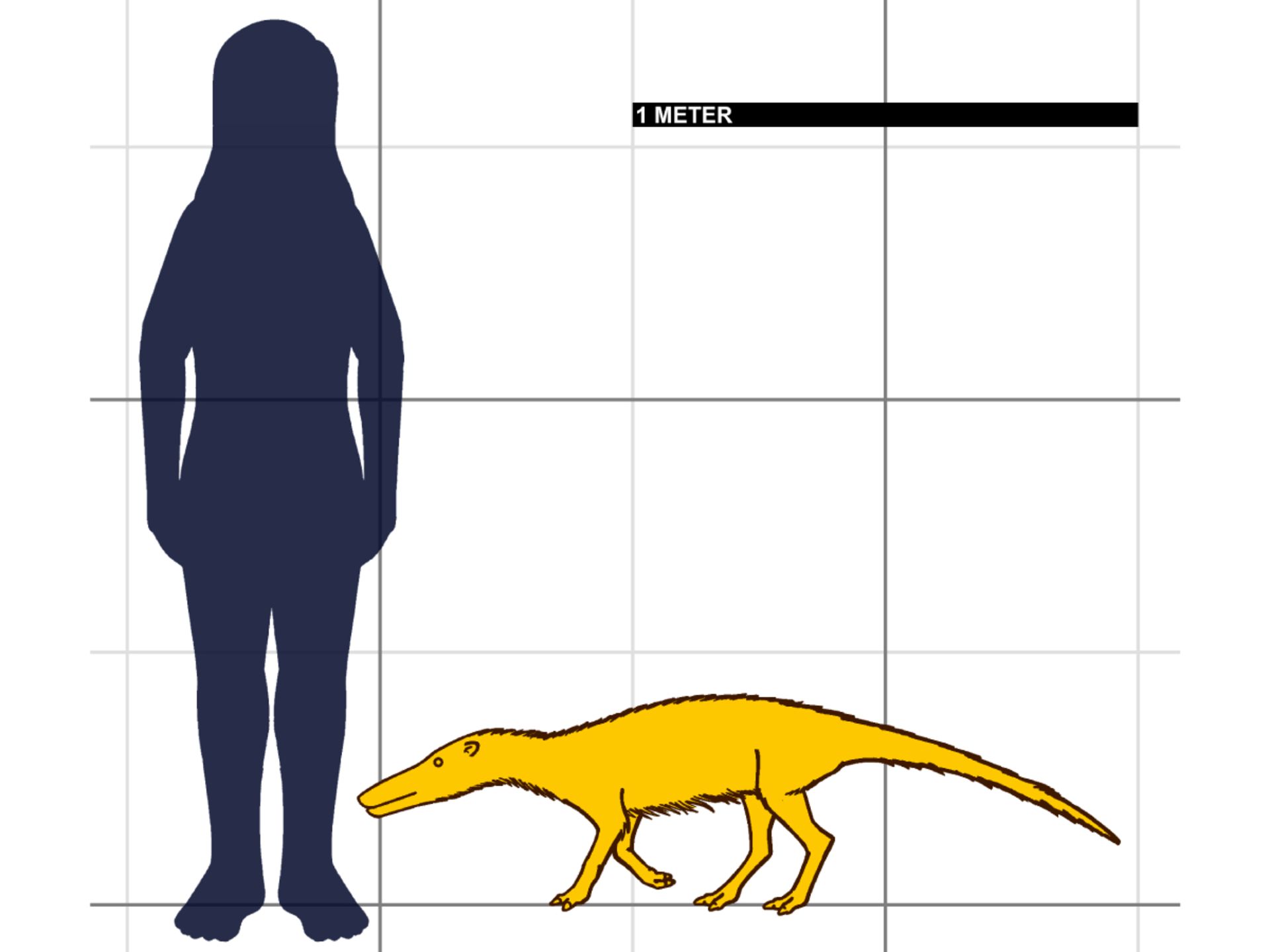 مقایسه اندازه ایکتیولستس Ichthyolestes pinfoldi با انسان