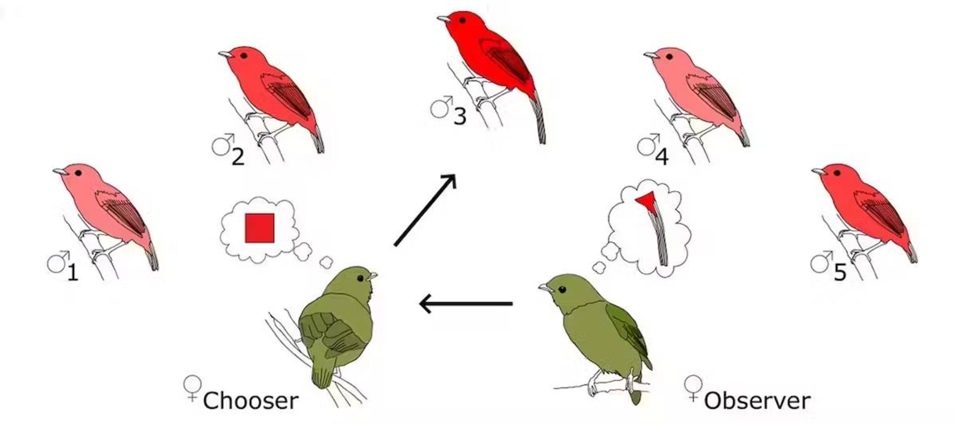 انتخاب پرنده
