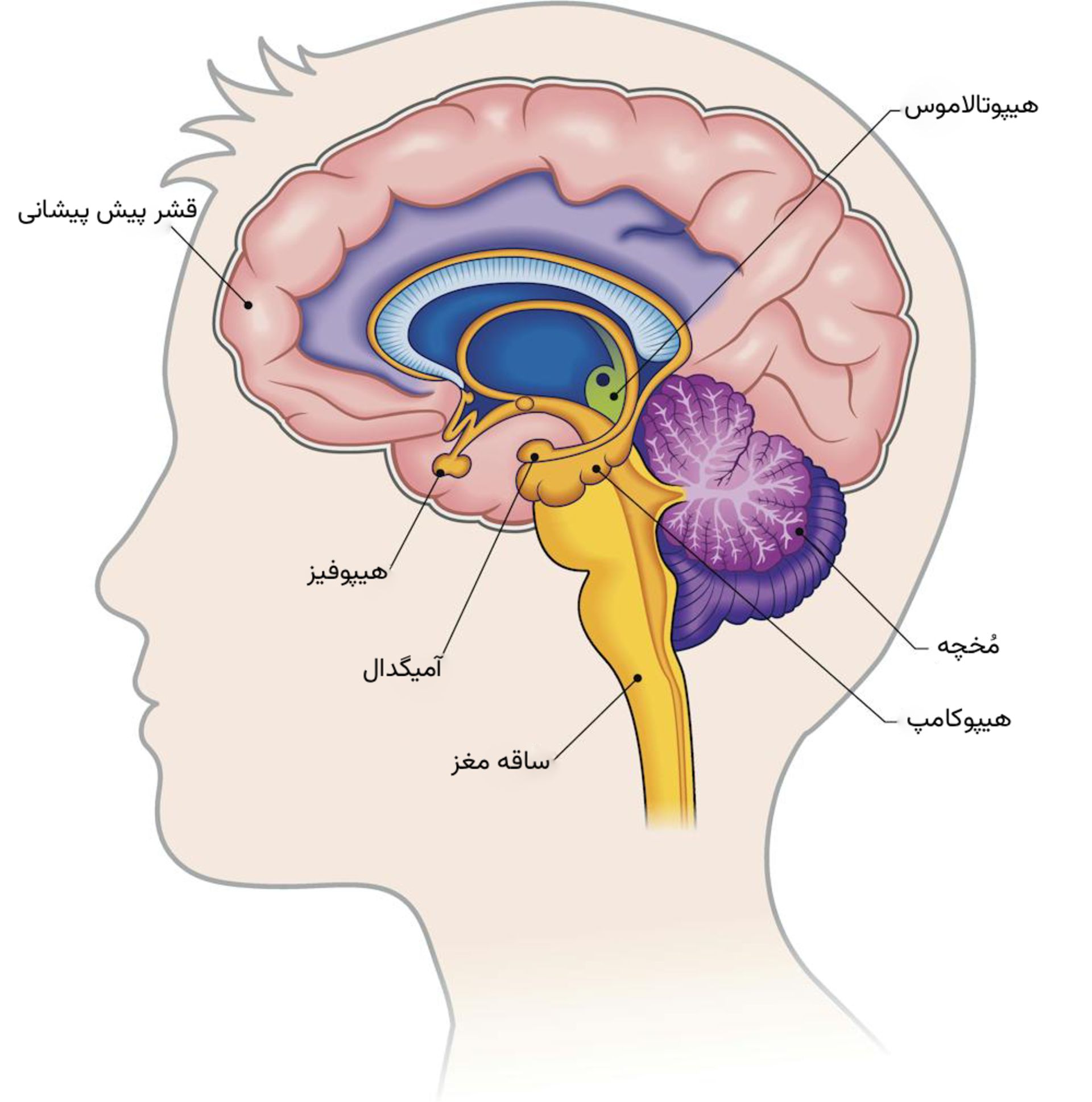 تصویرسازی نواحی مغز انسان