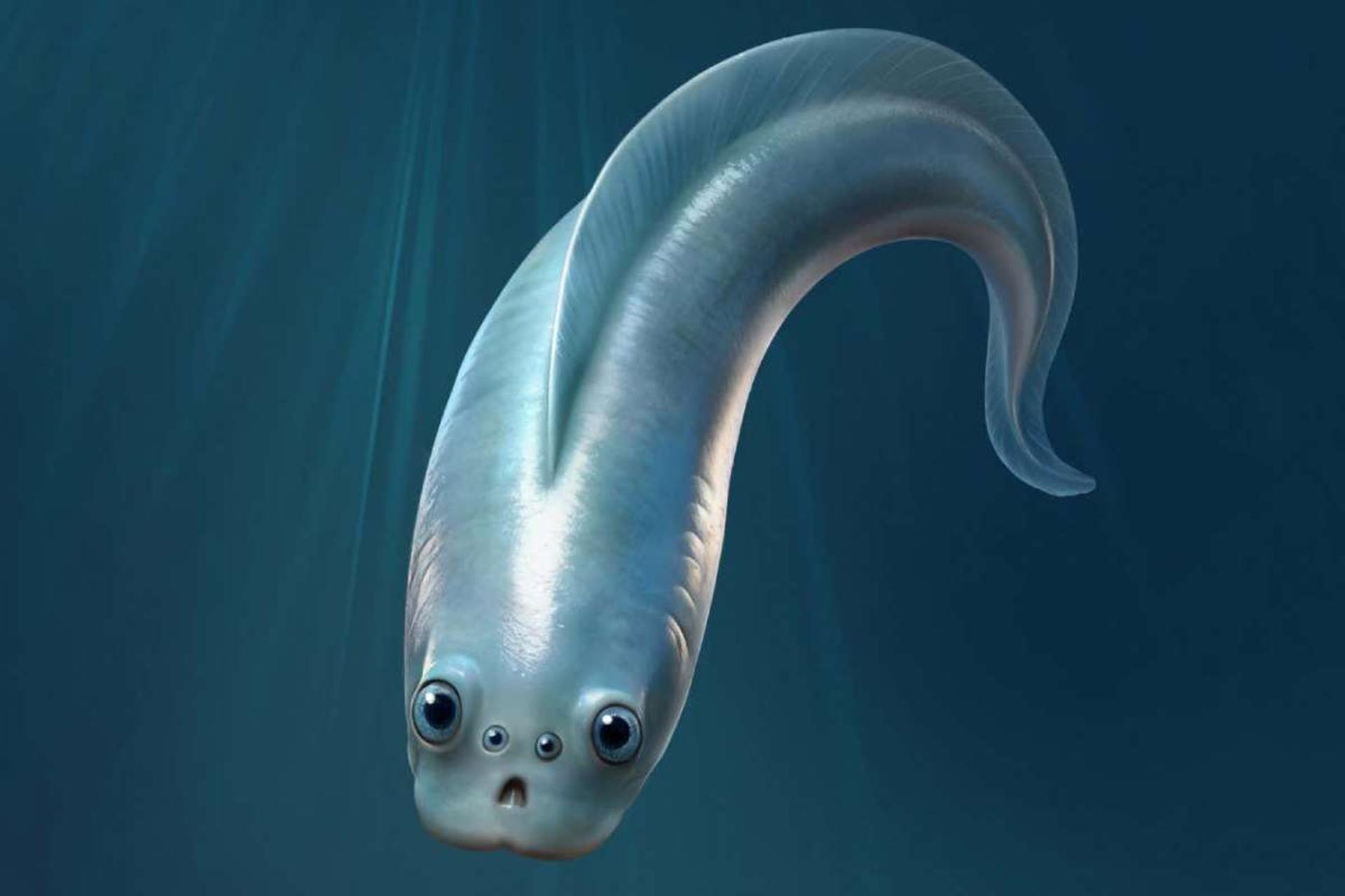 بازسازی علمی تصویر هایکوایکتیس، یکی از قدیمی‌ترین مهره‌داران شناخته‌شده تاریخ زمین