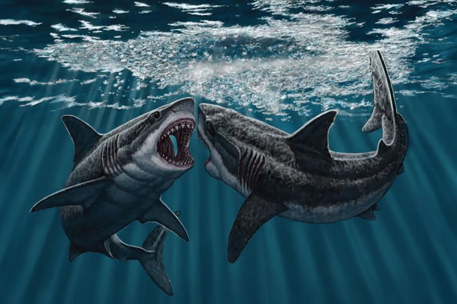 نقاشی از دو مگالودون (Carcharocles megalodon)، گونه منقرض‌شده از کوسه، در حال مبارزه نزدیک به سطح آب