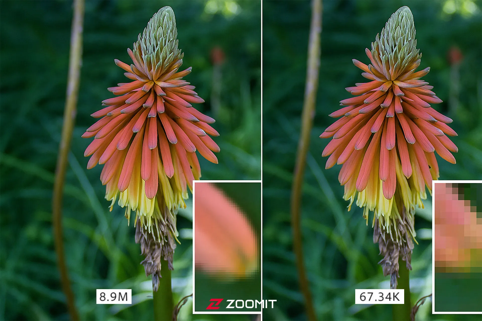 تصویر قبل و بعد از فشرده سازی یک گل