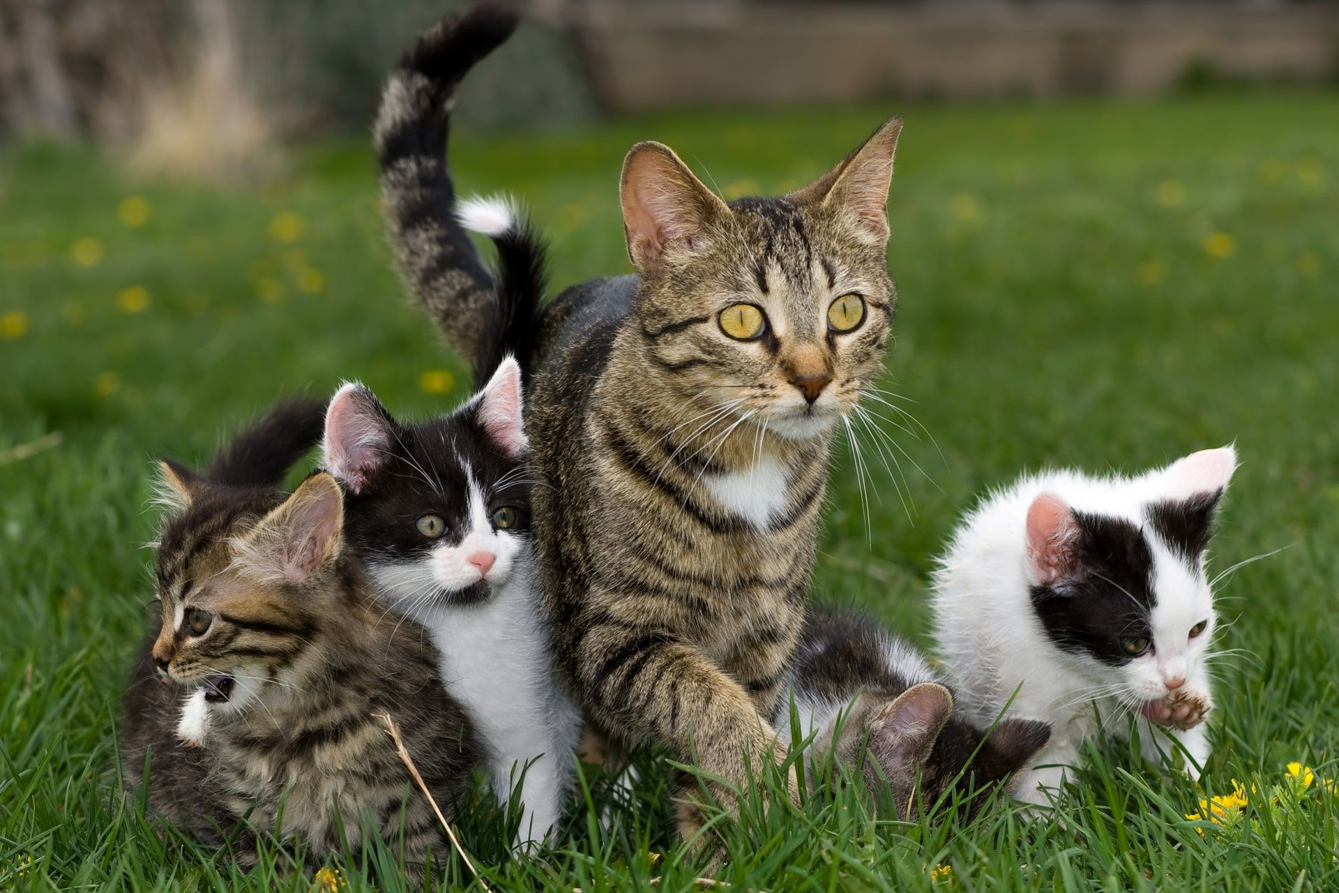 چهار گربه در چمن