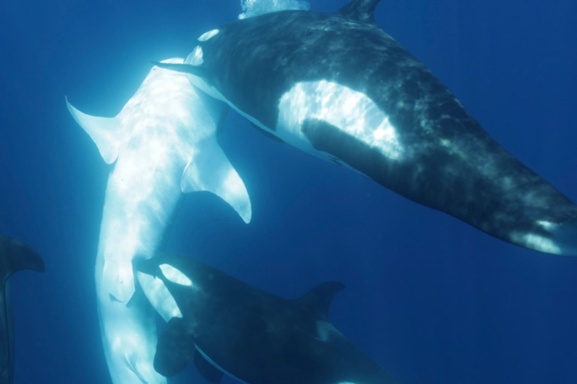 نهنگ‌های قاتل کوسه‌نهنگ را محاصره کرده و به زیر شکمش ضربه می‌زنند و لگنش را گاز می‌گیرند