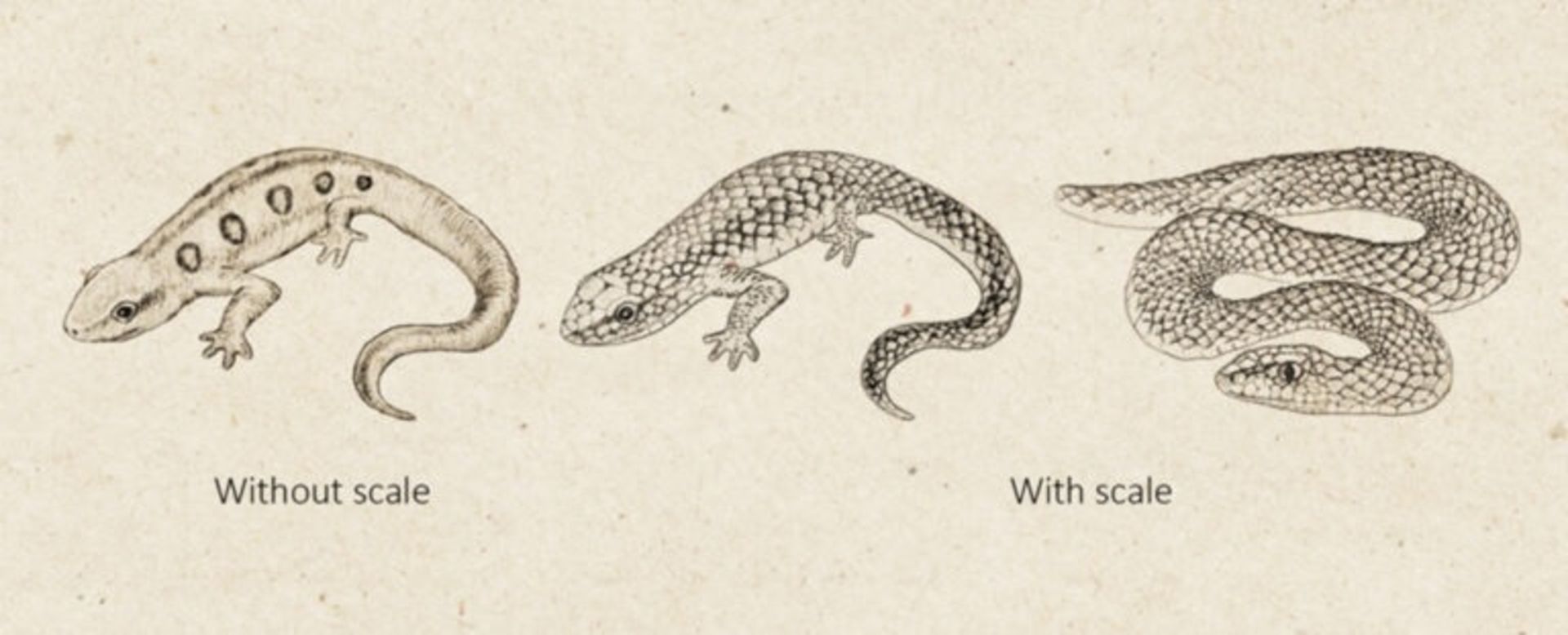 صاویری از سمندرها، سمندرهای دارای پوست مار، و مارها