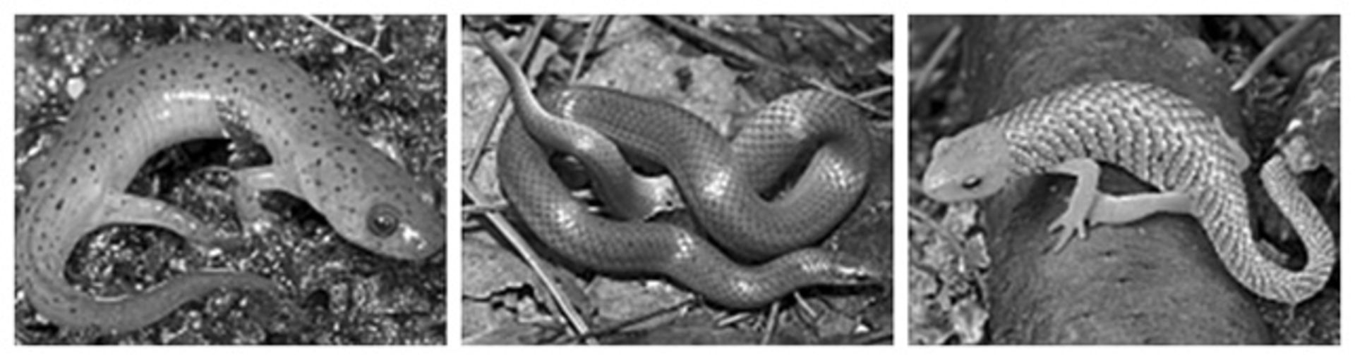محقق از تصاویر سیاه‌وسفید سمندرها (سمت چپ)، مارها (وسط)، و سمندرهایی با پوست مار اضافه‌شده روی آن‌ها (سمت راست) استفاده کرد