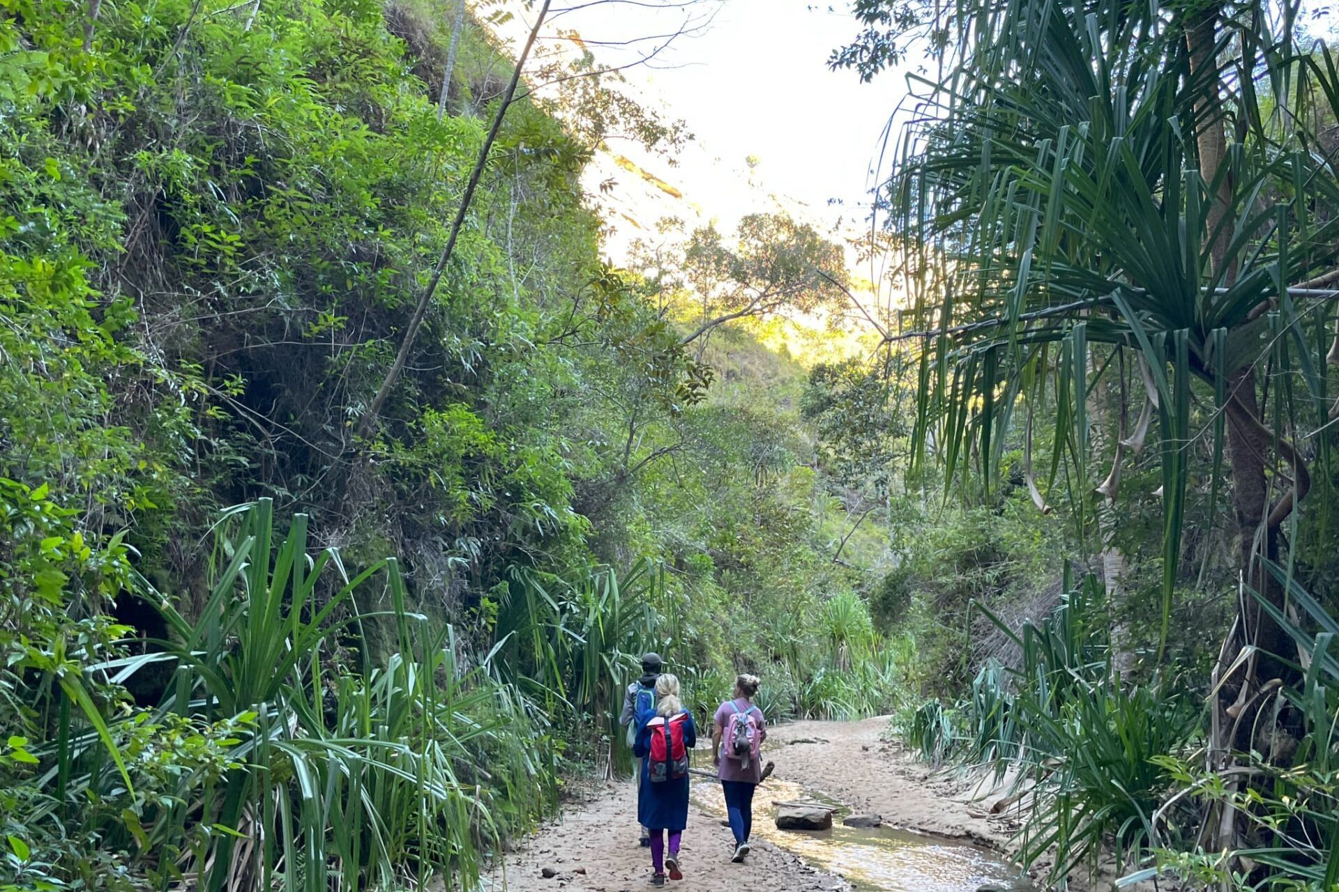 چند طبیعت گرد در حال پیمایش جنگل