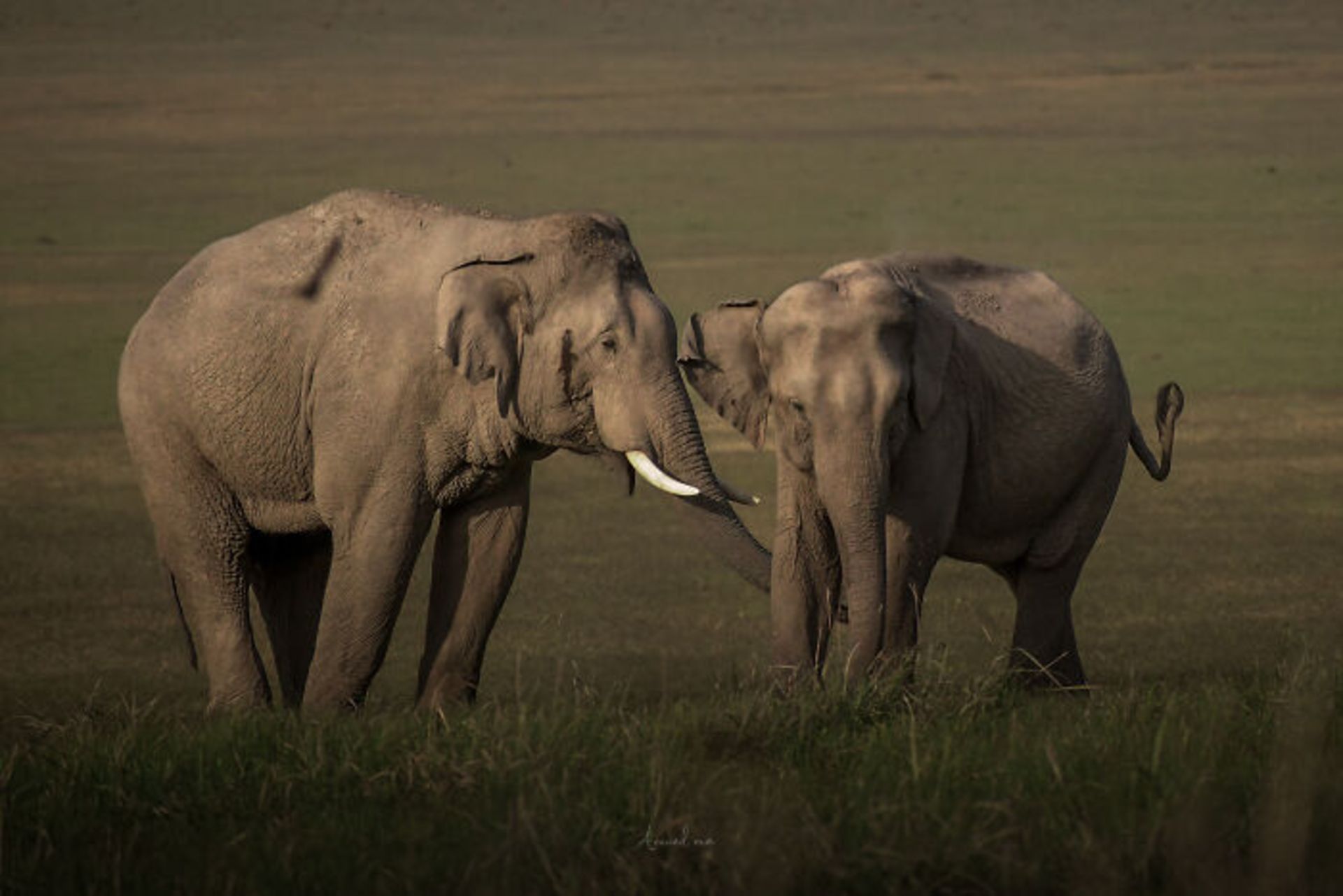 دو فبل مادر و بچه در دشت