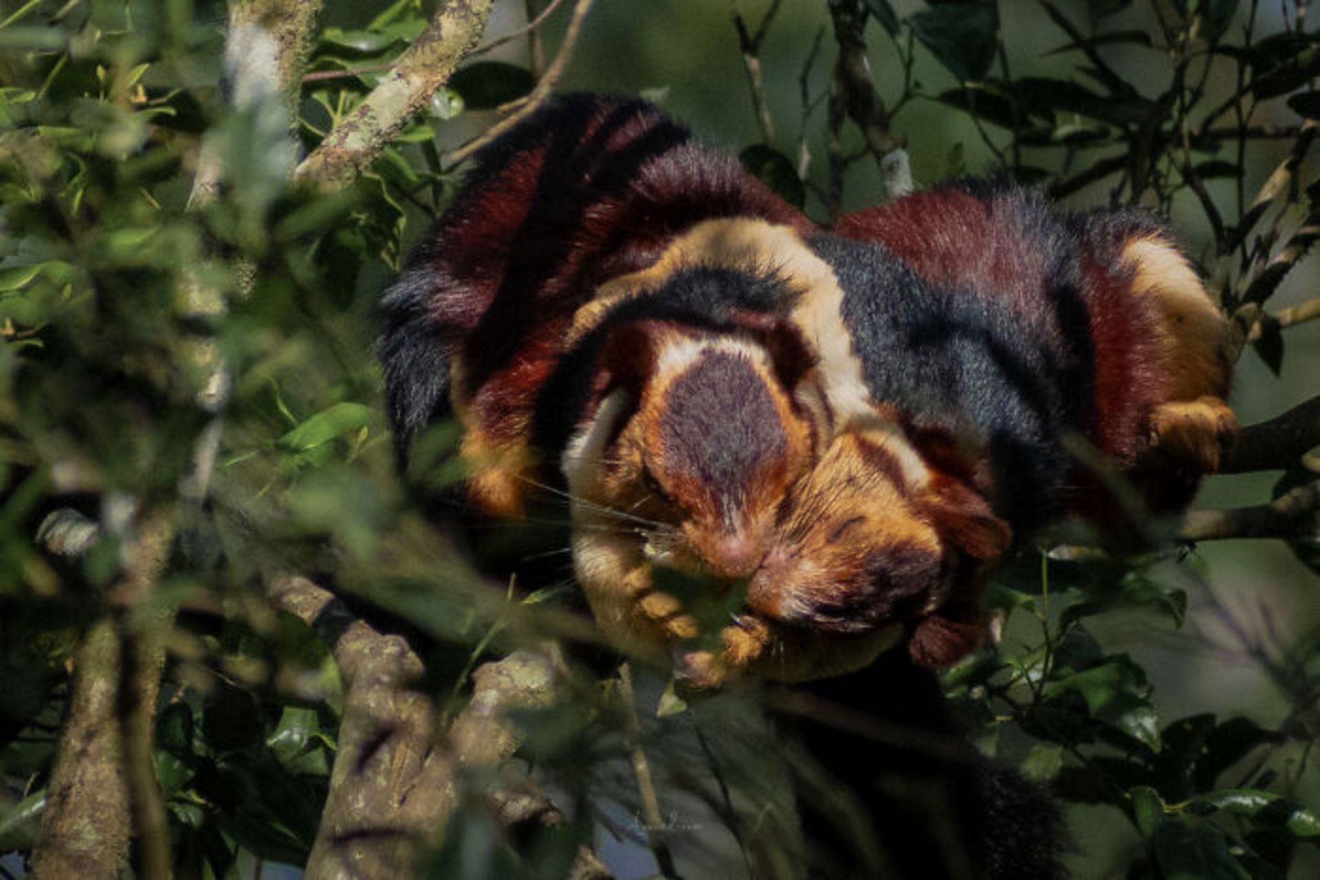 دو سنجاب در آغوش هم روی درخت