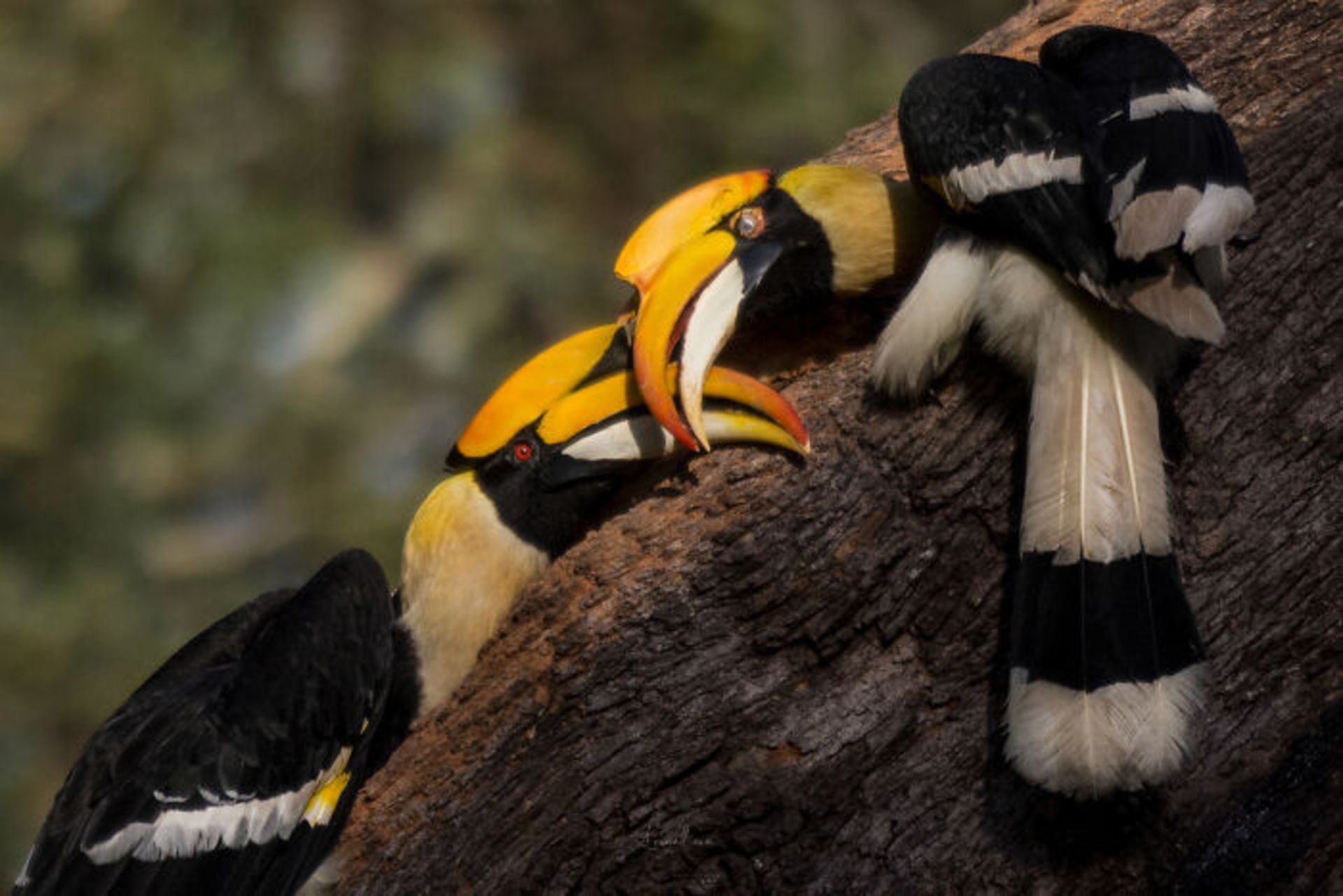 دو پرنده عاشق نوک به نوک روی تنه درخت