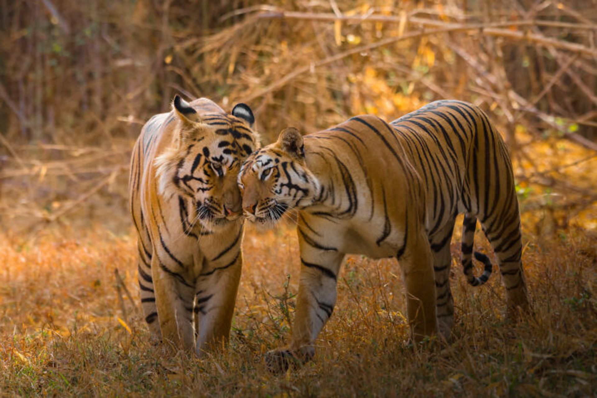 زوج ببر بنگال عاشق در حیات وحش