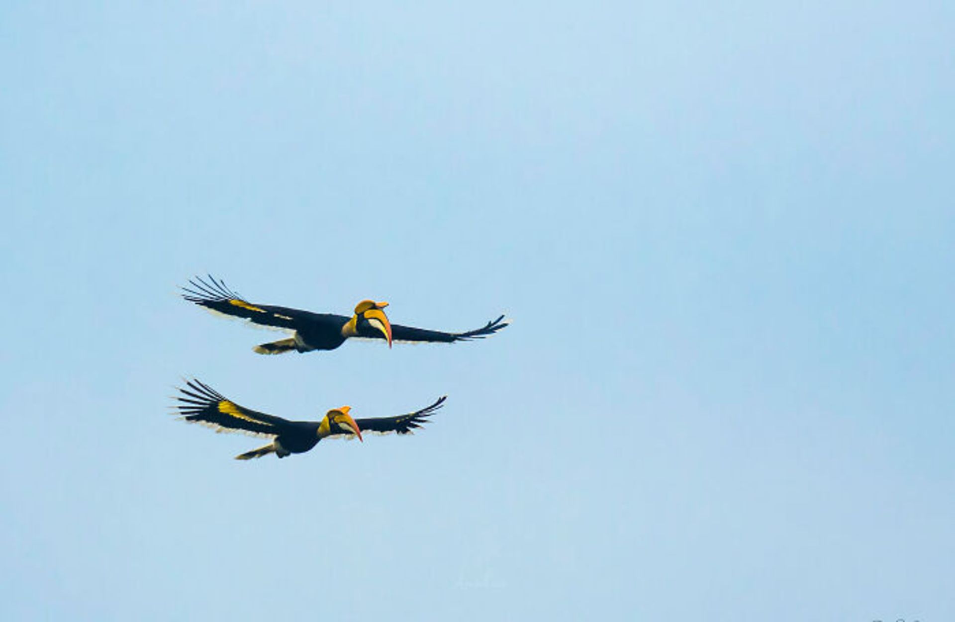 پرنده‌ها در حال پرواز در آسمان