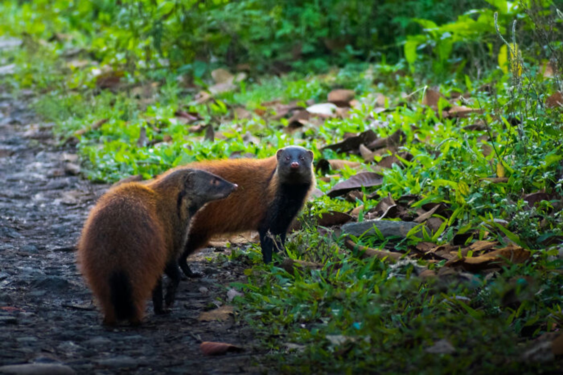 دو دله در جنگل