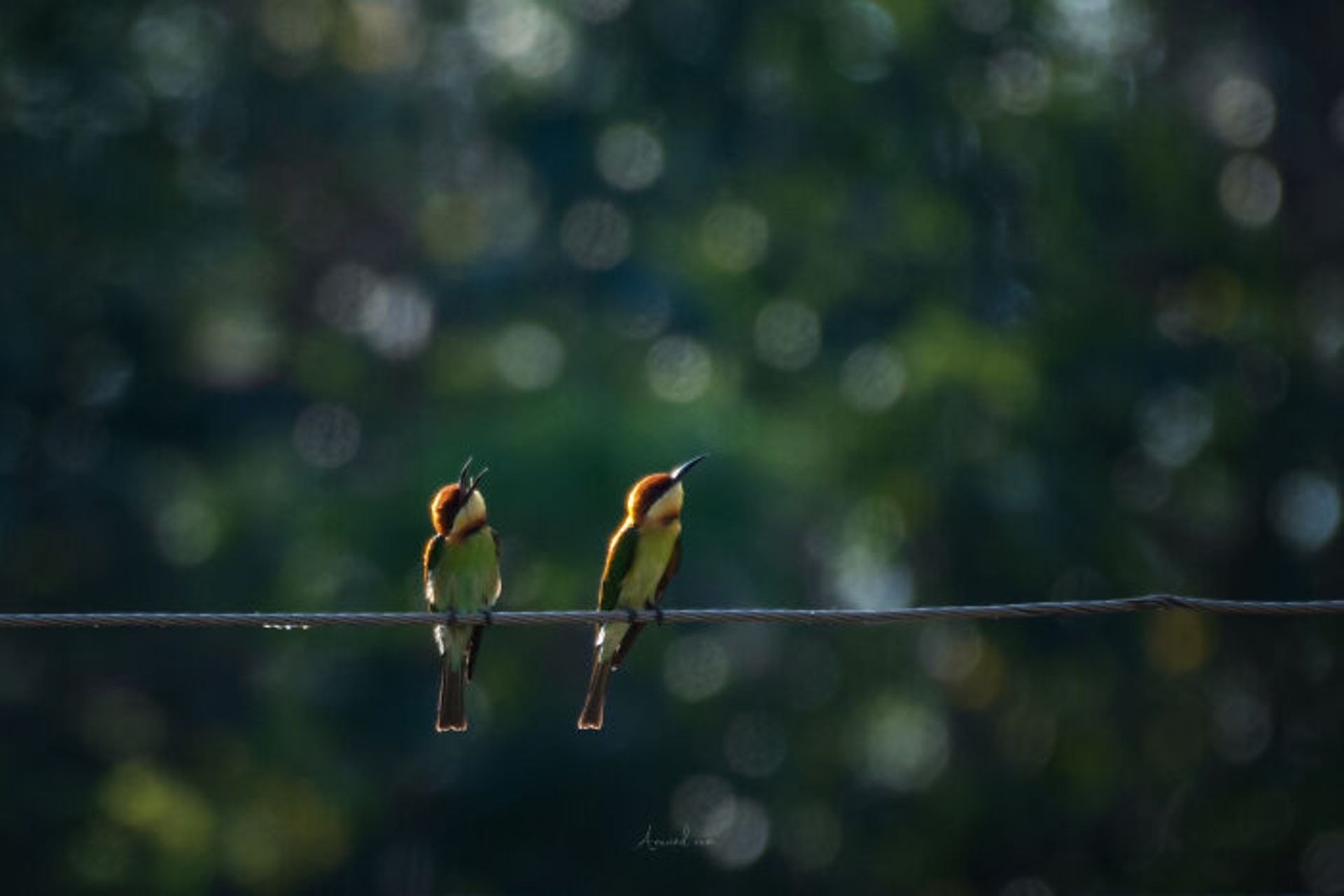 دو پرنده کوچک روی سیم در طبیعت