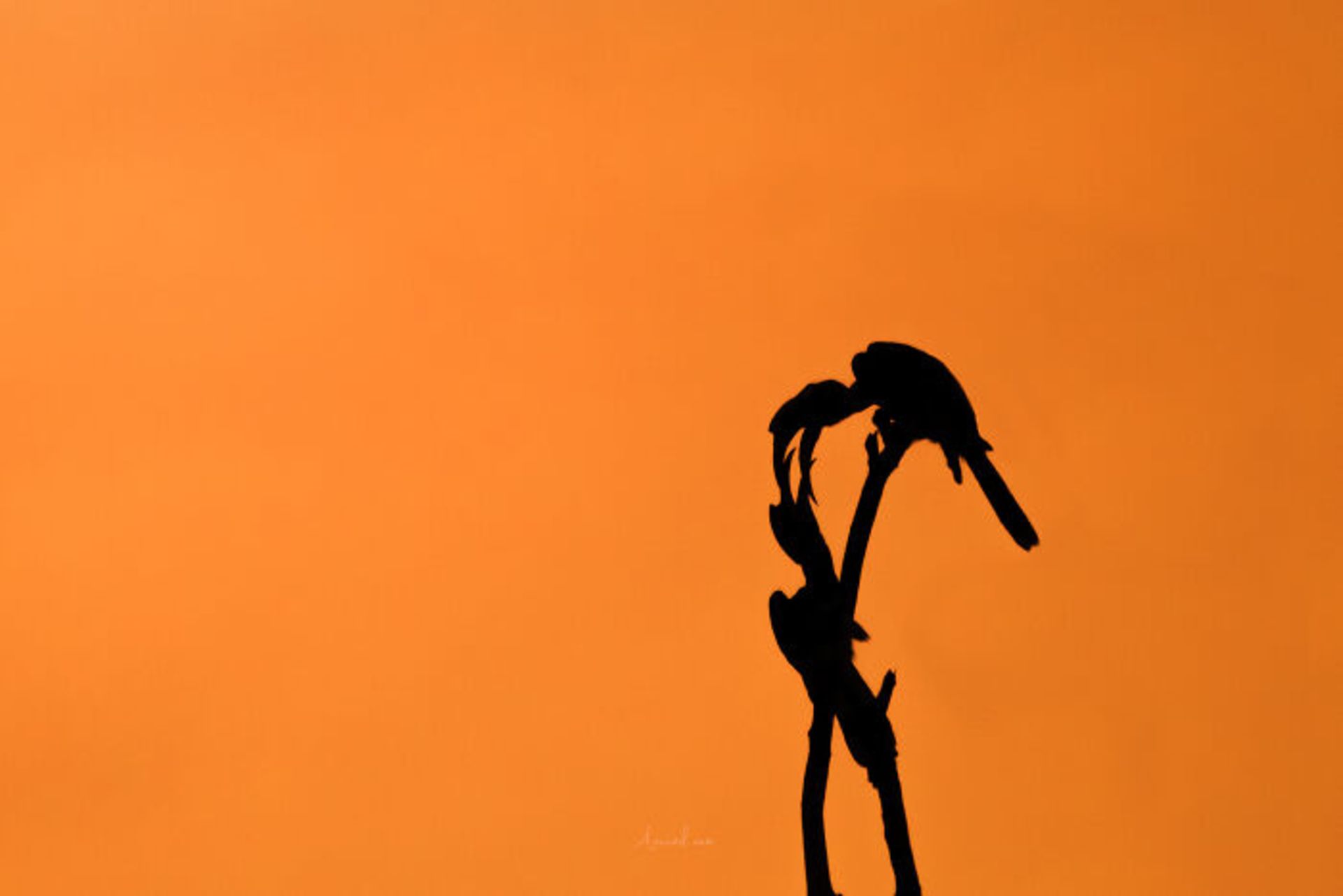 دو کرکس عاشق روی شاخه درخت 